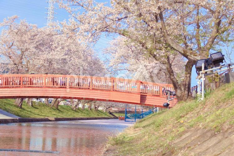 [愛知県]丹羽郡大口町の五条川の桜並木 桜,桜並木,菜の花の写真素材