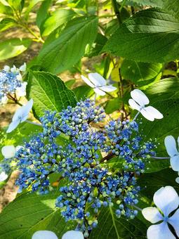 額紫陽花 紫陽花,花,花木の写真素材