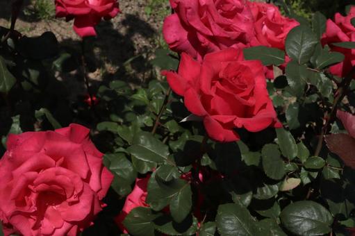 バラ園にて赤い薔薇を撮影しました 花,薔薇,自然の写真素材