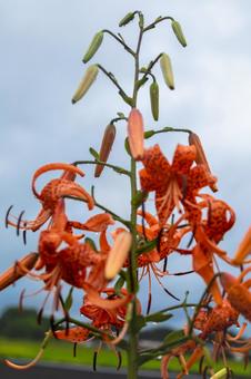 ユリの花 ユリの花の写真