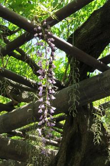 Wisteria trellis 3, JPG