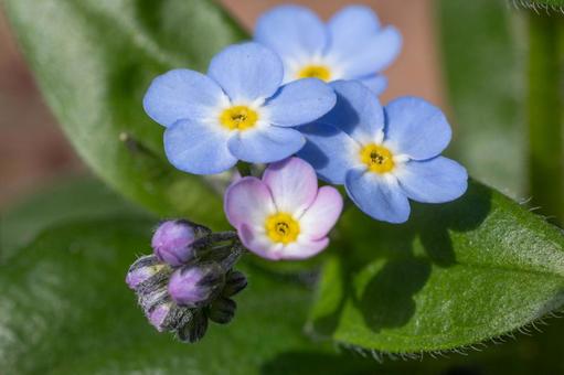 ワスレナグサ ワスレナグサ,勿忘草,花の写真素材