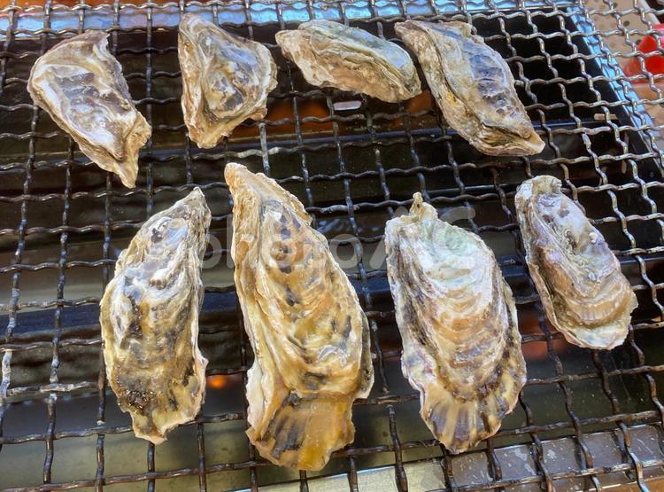 焼き牡蠣 焼きカキ,焼き牡蠣,牡蠣小屋の写真素材