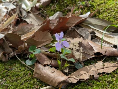 清明過ぎの横浜市都筑中央公園のスミレの花 清明過ぎの横浜市都筑中央公園のスミレの花の写真