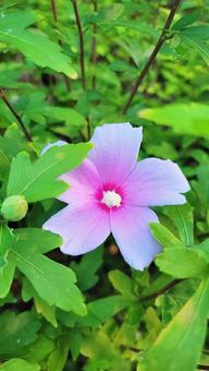 ピンクの花 ピンクの花の写真