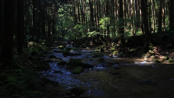 桑の木の滝までの川 桑の木の滝までの川 桑の木の滝,新宮市,自然の写真素材