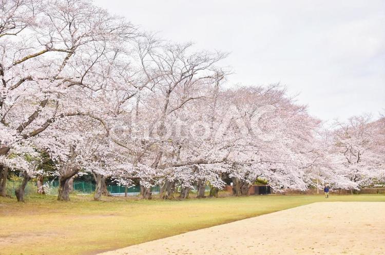 桜の風景 桜,さくら,サクラの写真素材