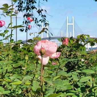 港を見るバラ 横浜,ヨコハマ,ベイブリッジの写真素材