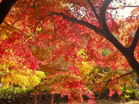 紅葉したモミジ2 モミジ,紅葉,植物の写真素材