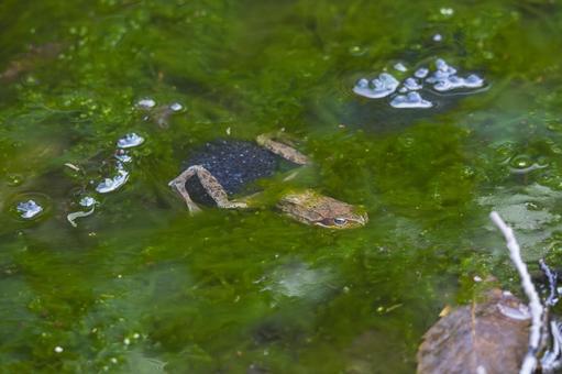 春の池に産卵するカエル カエル,両生類,卵の写真素材