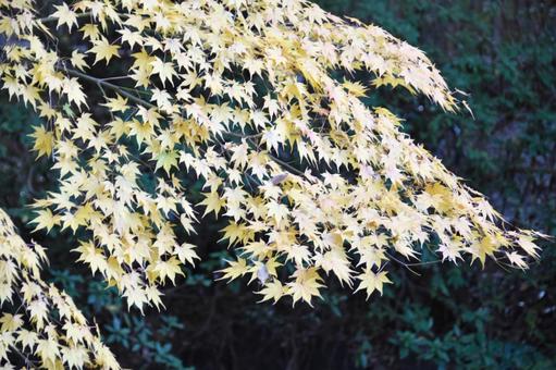 紅葉 紅葉の写真
