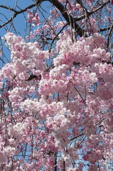 Beautiful white and pink weeping cherry blossoms in a residential area, JPG Beautiful white and pink weeping cherry blossoms in a residential area, JPG