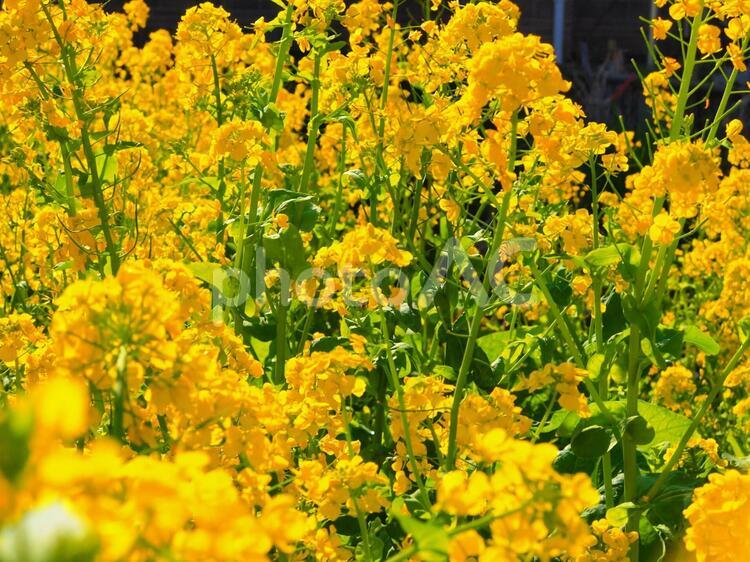 花　菜の花畑（中央ピント、周辺ぼかし） 菜の花,春,爛漫の写真素材
