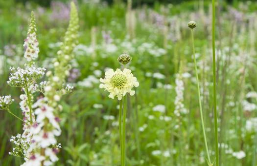 Photo, flower, scaviosa, scabiosa ochroleuca, 