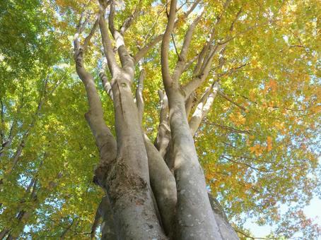 秋の大ケヤキを見上げる 欅,けやき,大木の写真素材