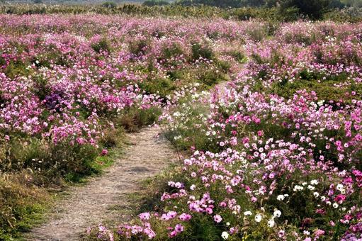 ピンク色のコスモスの花の写真