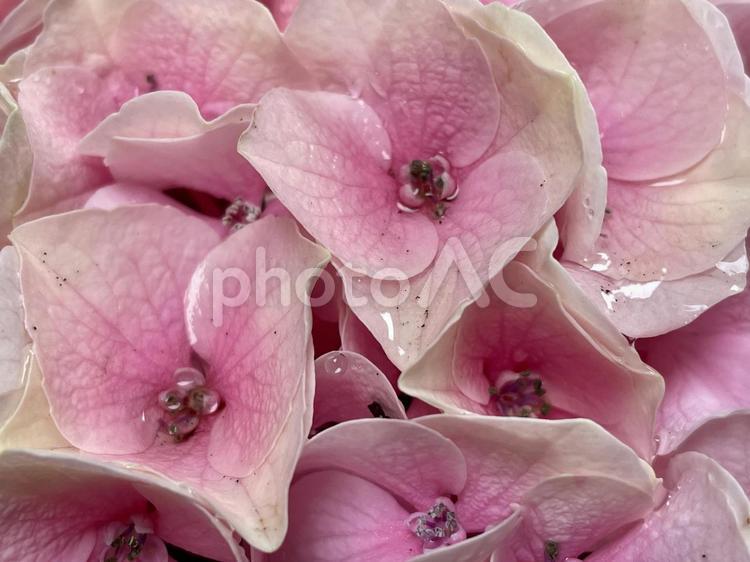 雨に濡れた淡いピンクのアジサイ 紫陽花,花,植物の写真素材