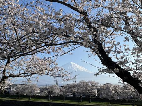 富士、桜、そして映しの空 富士、桜、そして映しの空 桜,サクラ,富士山の写真素材