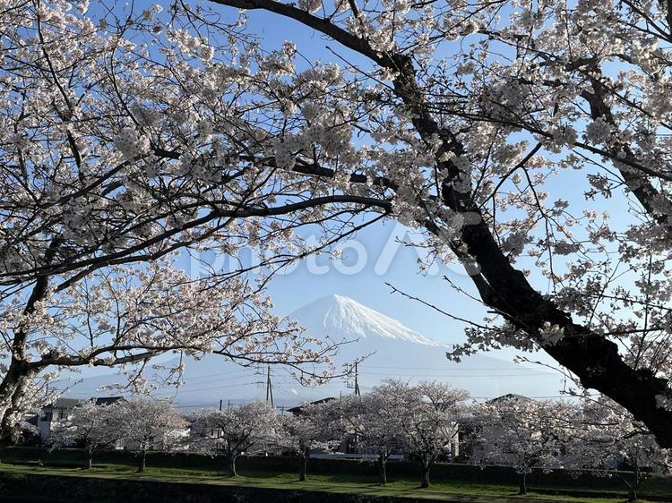 富士、桜、そして映しの空 桜,サクラ,富士山の写真素材