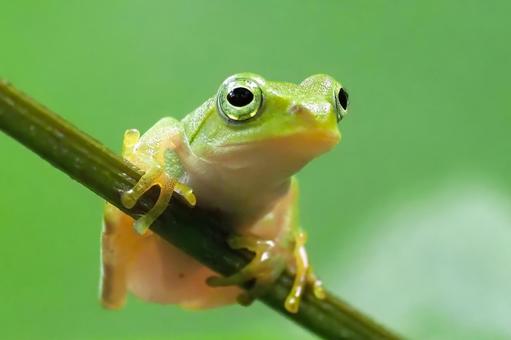 シュレーゲルアオガエル シュレーゲルアオガエル,蛙,両生類の写真素材