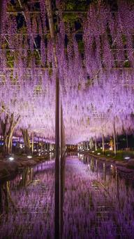 藤棚のリフレクション 藤棚のリフレクション 藤の花,藤棚,藤棚リフレクションの写真素材
