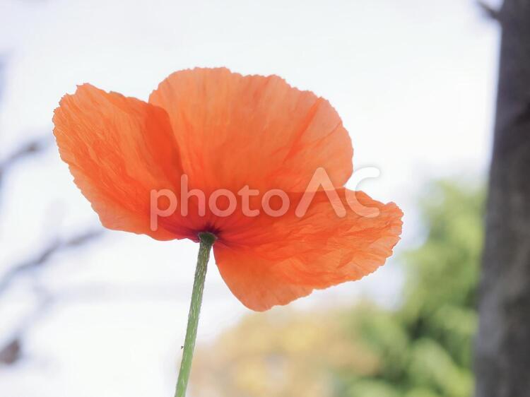 ナガミヒナゲシの花(3) ナガミヒナゲシ,ながみひなげし,花の写真素材
