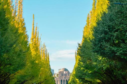 明治神宮外苑 いちょう並木 明治神宮外苑,東京,秋の写真素材