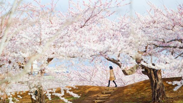 五稜郭公園の桜 ソメイヨシノ,染井吉野,五稜郭の写真素材