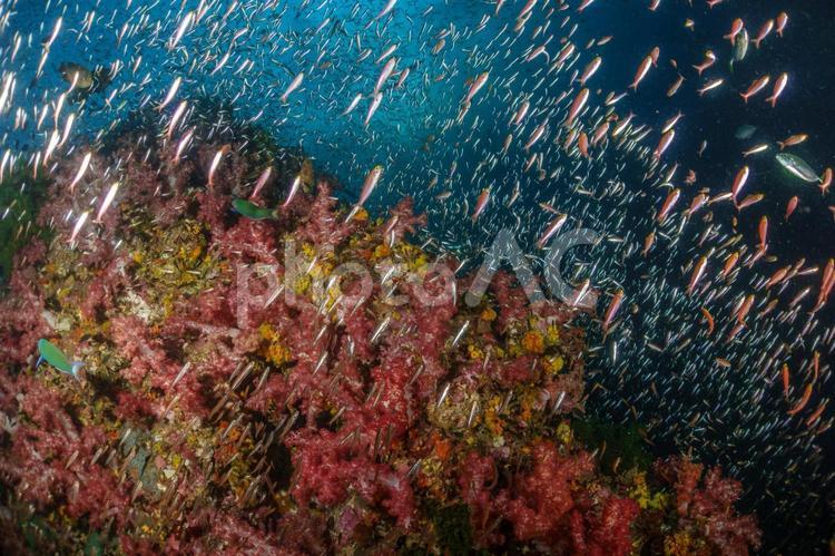 アンダマン海の魚たち ダイビング,群れ,魚の写真素材