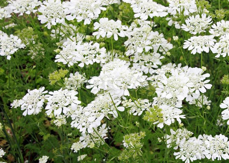 白い花の群落 植木,育てる,開花の写真素材