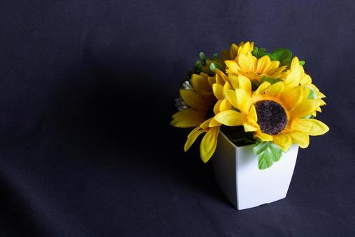 ひまわり 背景黒 ひまわり 背景黒 向日葵,ひまわり,花の写真素材