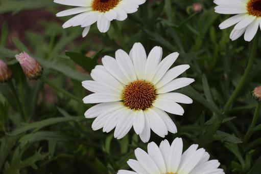 白い花びらのマックスマムの花のアップ 白い花びらのマックスマムの花のアップの写真