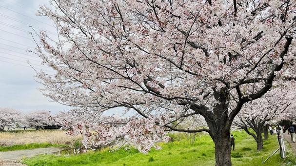 桜 桜の写真