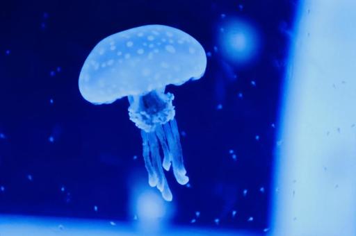 A graceful swimming jellyfish, JPG A graceful swimming jellyfish, JPG