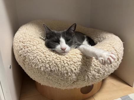 うとうとするハチワレ猫 うとうとするハチワレ猫 猫,cat,ねこの写真素材