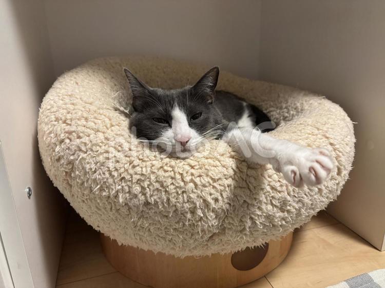 うとうとするハチワレ猫 猫,cat,ねこの写真素材