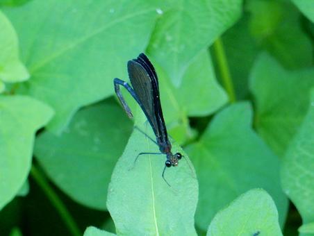 【昆虫写真】ハグロトンボ(羽黒蜻蛉) 【昆虫写真】ハグロトンボ(羽黒蜻蛉)の写真