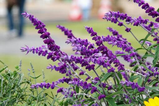 セージ　咲く風景 セージ,芳香,合弁花の写真素材