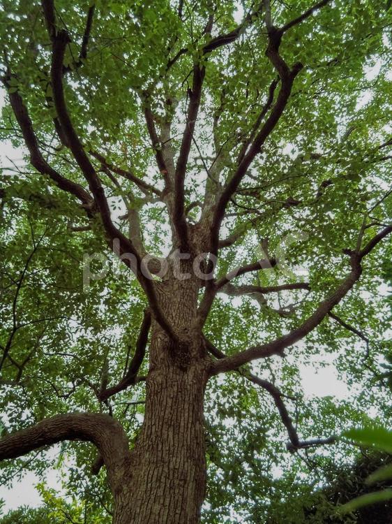 大木の思い出 大木,木漏れ日,木の写真素材