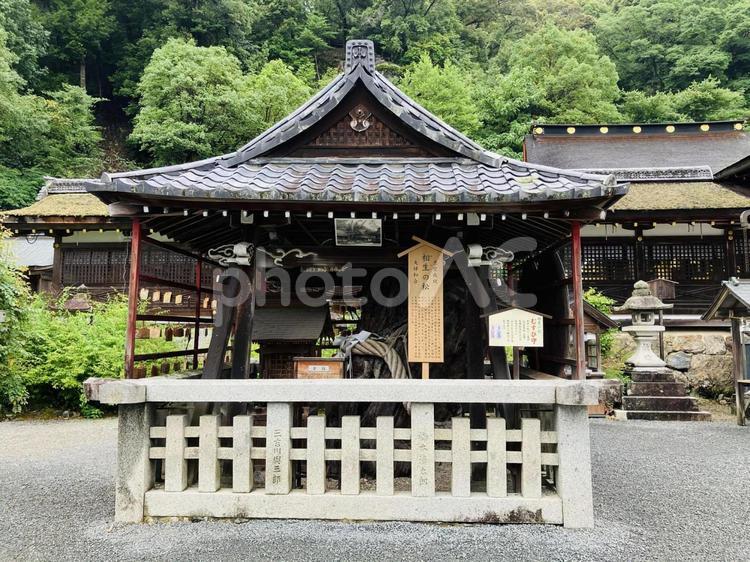 松尾大社　相生の松 松尾大社,京都府京都市,嵐山の写真素材