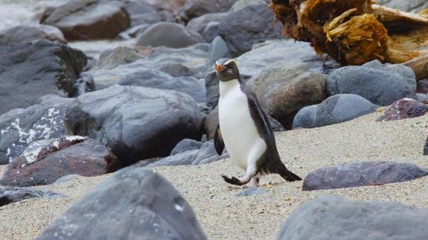 颯爽と歩くフィヨルドランドペンギン 颯爽と歩くフィヨルドランドペンギンの写真