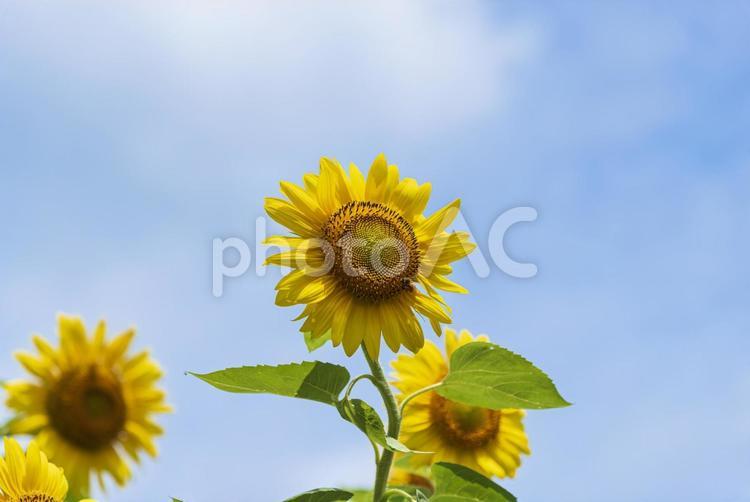 天高く花開く美しいひまわりと蜜蜂 向日葵,ヒマワリ,草花の写真素材