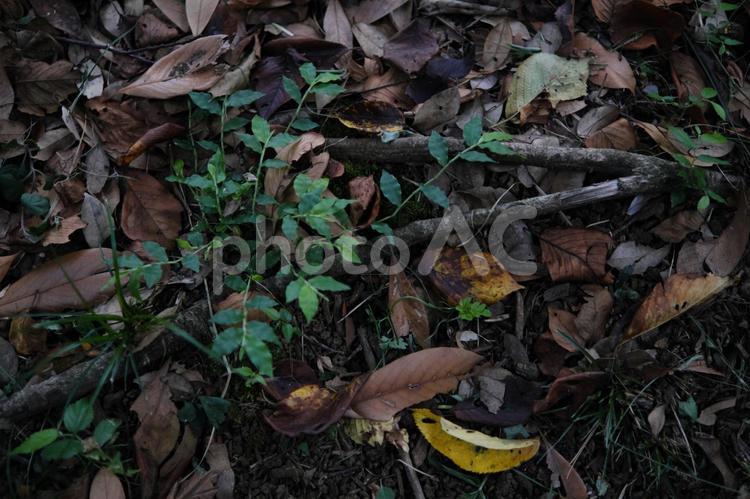 落ち葉に埋もれた地面 草,土,落ち葉の写真素材