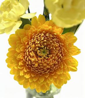 ガーベラ イエロー,ガーベラ,花の写真素材