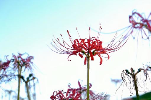 彼岸花 彼岸花の写真