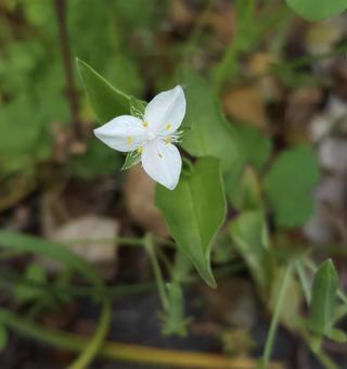 東京郊外の小さないのち つゆくさ,雑草,白いの写真素材