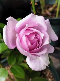 ベランダのバラ・夜来香 薔薇,バラ,夜来香の写真素材