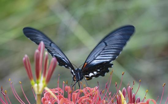 Cluster amaryllis and the dance of black swallowtails, JPG Cluster amaryllis and the dance of black swallowtails, JPG