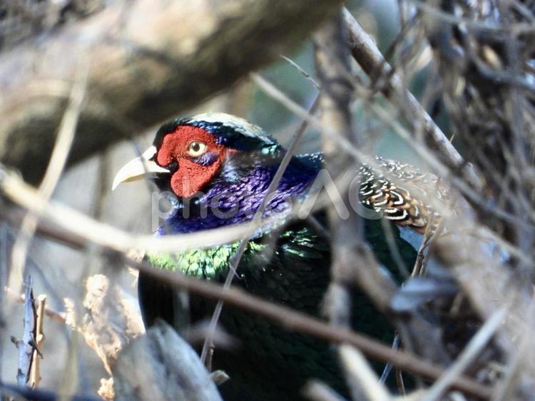 薮の中に潜むキジ 鳥,野鳥,キジの写真素材