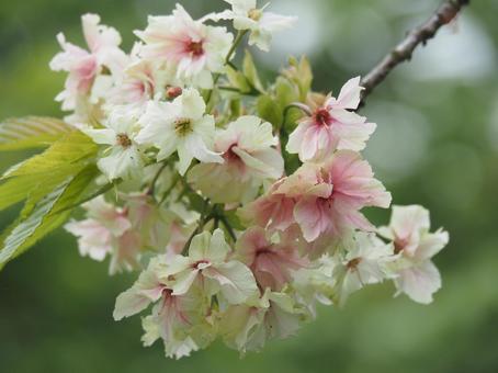 桜の花 桜の花 桜,桜の花,春の写真素材